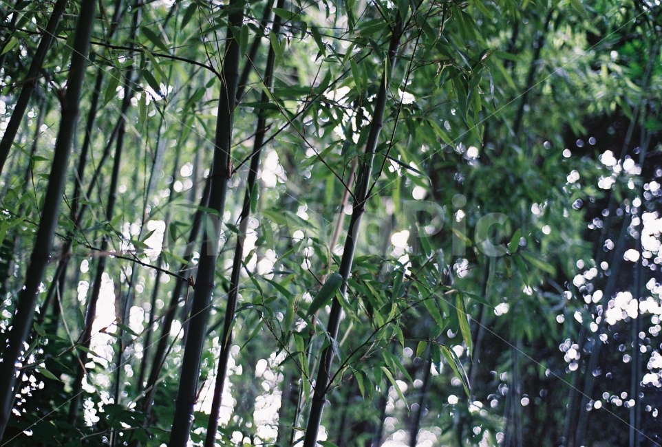대나무,여름,식물,숲,필름사진,니콘em,필름카메라,식물,자연,plants,nature,감성,sensible,feeling