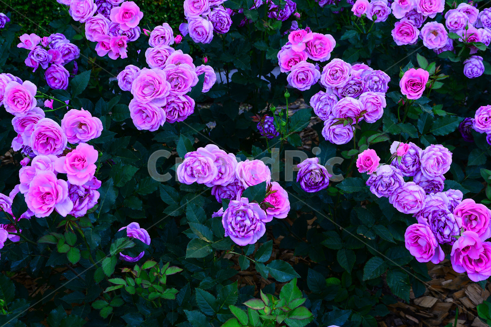 장미,장미꽃,로즈,꽃,아름다움,예쁜,플라워,데코레이션,꽃송이,꽃잎,feeling,rose,flowers,5월,계절의여왕,가시,가든,정원,앞뜰,장미원,장미축제,BEAUTIFUL,plant,garden,분홍장미,pink,꽃밭,수많은,퍼플,purple,연보라색장미,식물,자연,plants,nature,꽃,flower