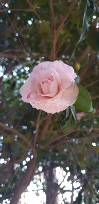 plant,식물,blossom,꽃,flower,동백꽃