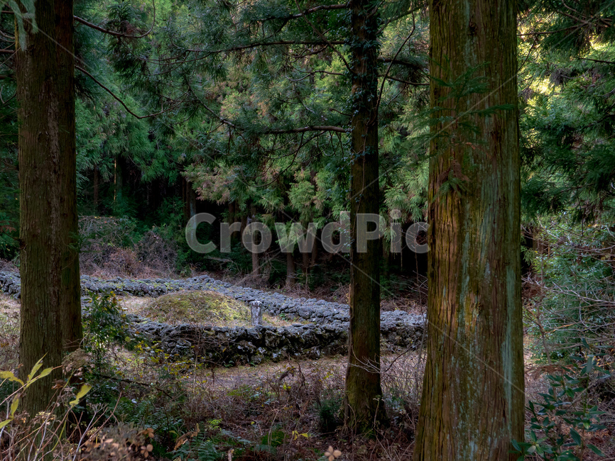산담,무덤,산소,제주문화,장례,funeral,jejuculture,culture,sandam,woods,wood,crave,jeju,jejudo,vegetation,초목,outdoors,옥외,woodland,삼림지,forest,숲,nature,자연,작은숲,grove,풍경,scenery,사려니숲길,treetrunk,나무,tree,식물,plant,나무줄기