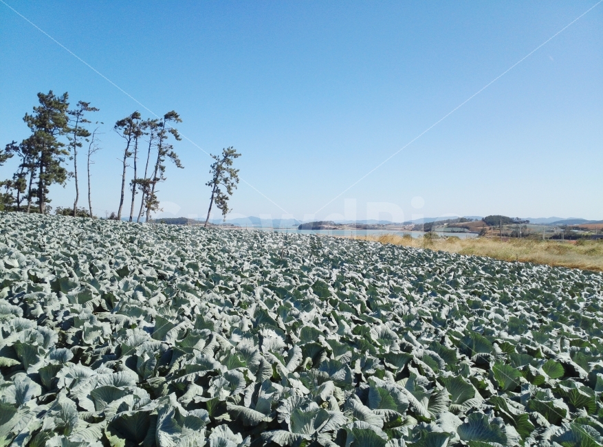 무안,양배추,양배추밭,바다밭,바다풍경,자연,풍경,nature,landscape,plant,식물