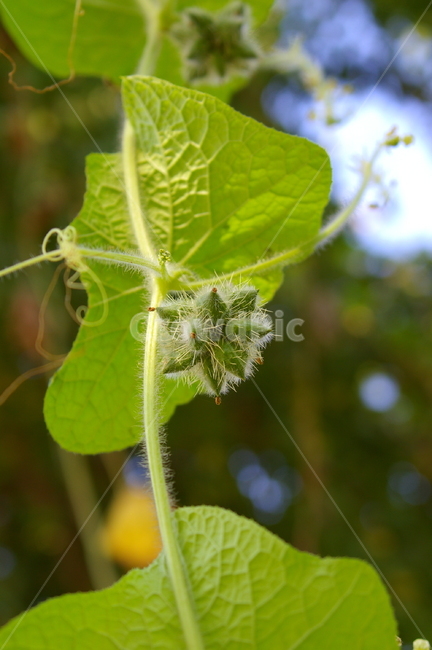 식물,열매,가을,야외,옥외,잎,식물,자연,plants,nature