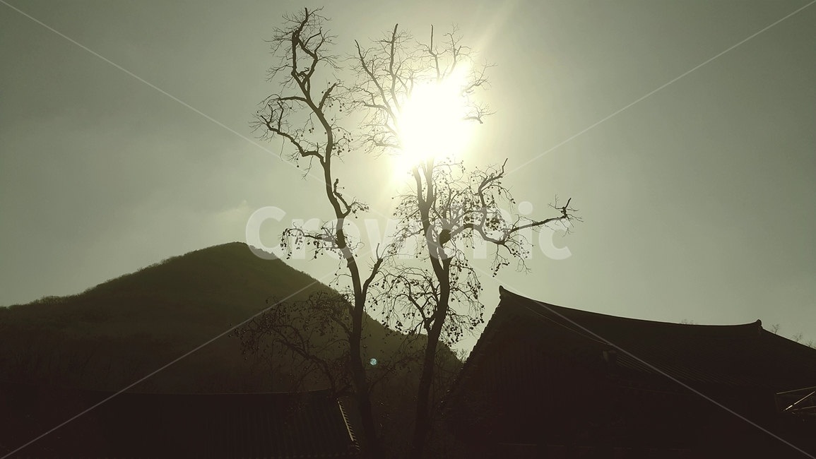 하늘,태양,나무,기와,산,건물,흑백,sky,sun,tree,tile,mountain