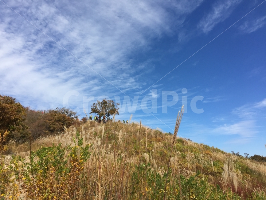 명성산,억새,하늘,자연,등산,명산100,가을하늘,가을억새,가을,계절,fall,autumn,season,자연,풍경,nature,landscape,grass,잔디,plant,식물,grassland,목초지,outdoors,옥외,field,들