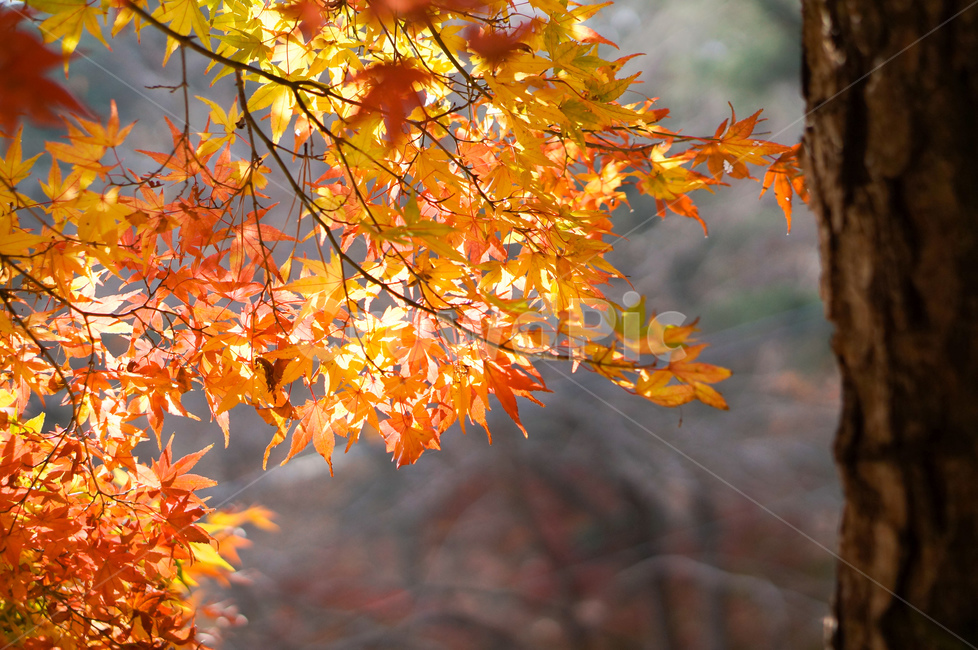 단풍,가을,빛,나무,노랑,leaf,잎,plant,식물,tree