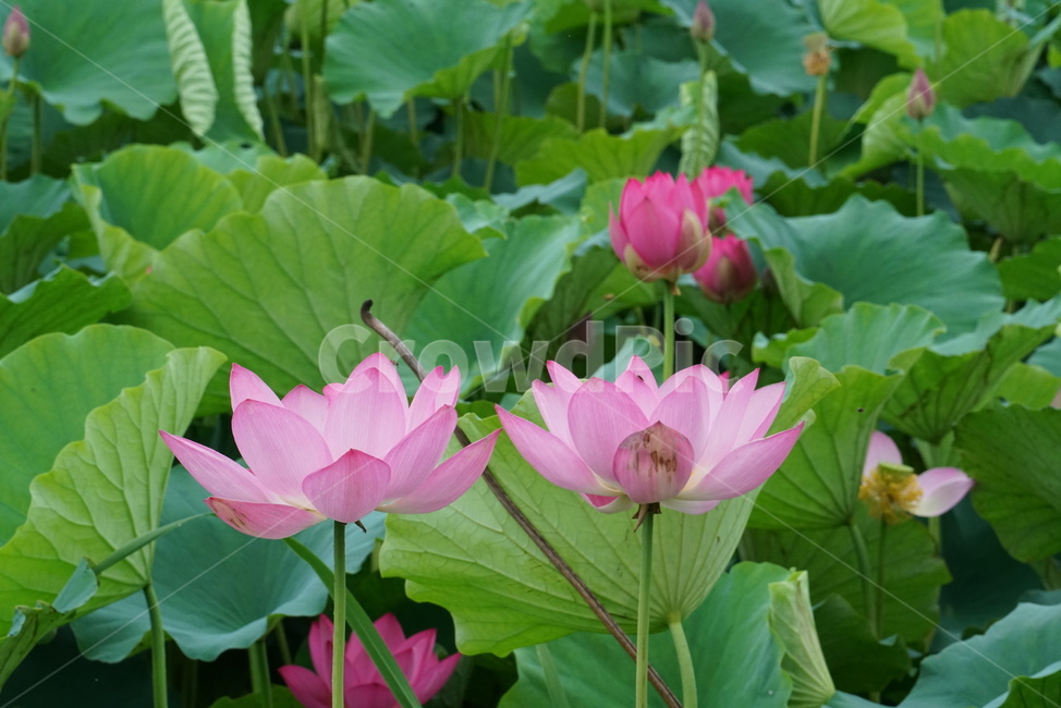 연꽃,련꽃,수련과,담수초,수중식물,식물,lotus,수초