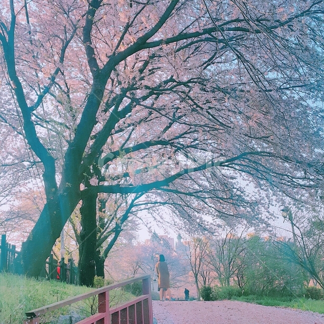 벚꽃,봄,꽃,나무,자연,감성,사쿠라,힐링,핑크,봄,계절,spring,season,자연,풍경,nature,landscape,식물,plants,나무,trees,wood,tree,plant,tree trunk,나무 줄기