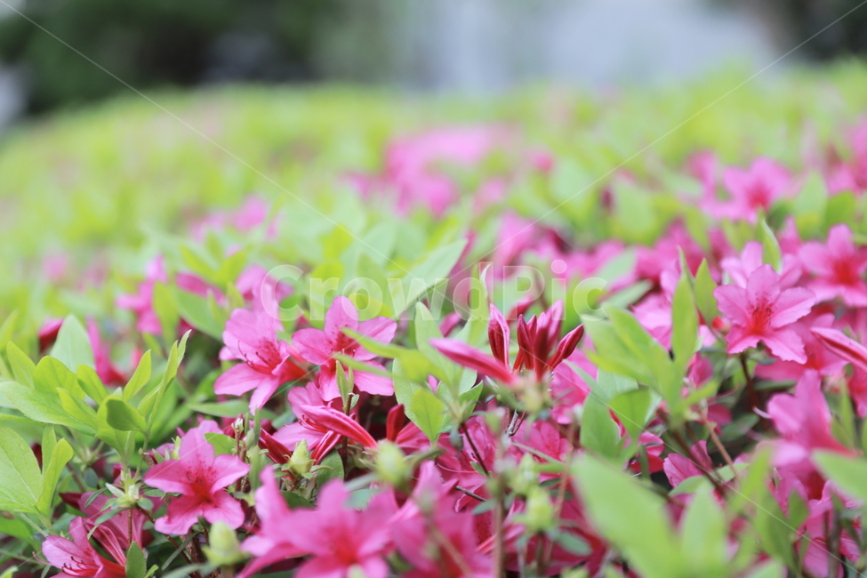 식물,꽃,봄,flower,꽃밭