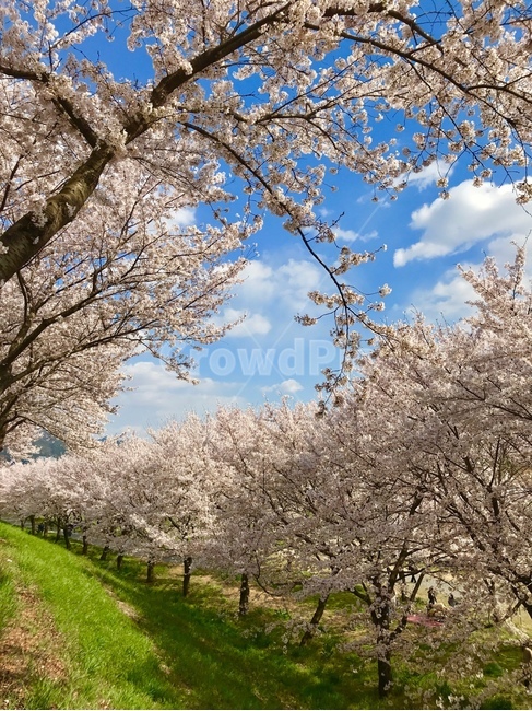 벚꽃,봄,하늘,자연,꽃,구름,팝콘,spring,sky,flower,cherryblossom,nature,pink,핑크,분홍색,공원,산책,park,벚꽃길,밀양