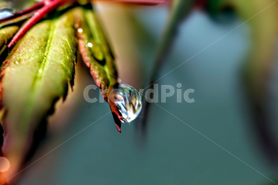 droplet,작은물방울,drop,drip,나뭇잎물방울