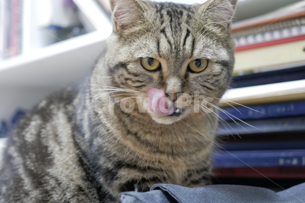 고양이,개냥이,동물,얼굴,표정,애교,귀여운,동물,animal,포유류,mammal,고양이,cat,kitten,kitty