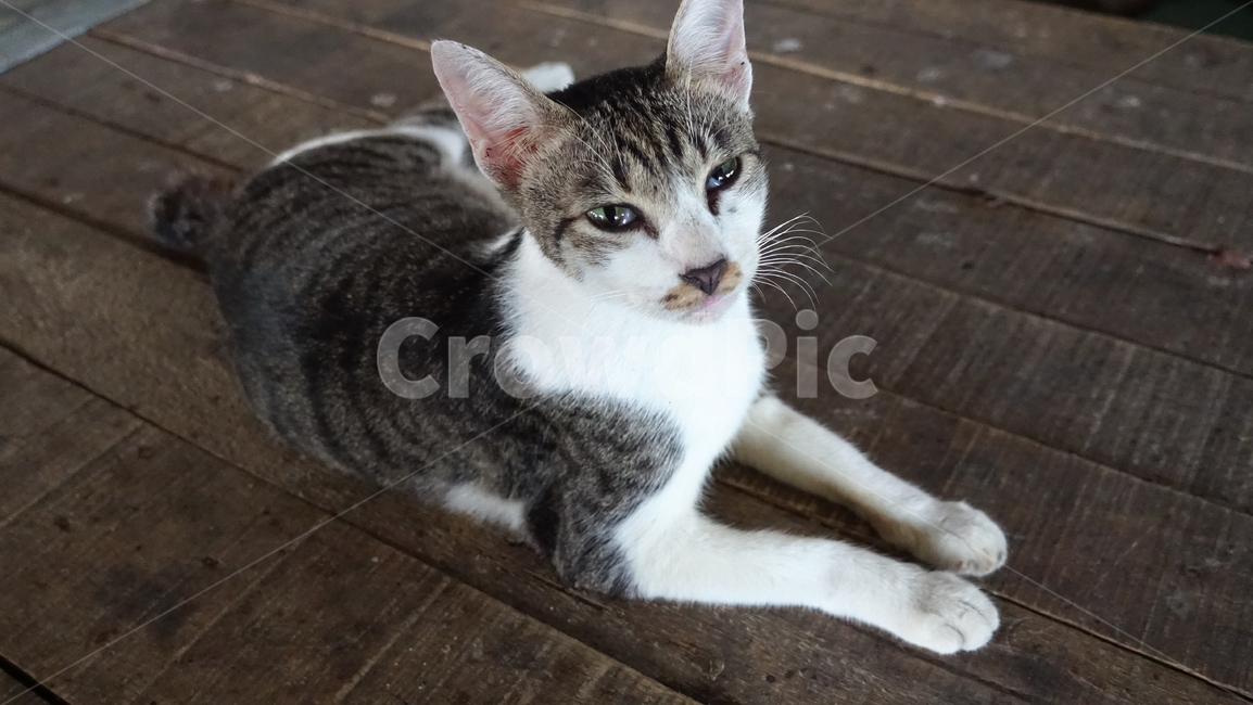 market,음식,food,시장,cat,고양이,pet,애완동물,animal,동물,mammal,포유류,abyssinian,아비시니안
