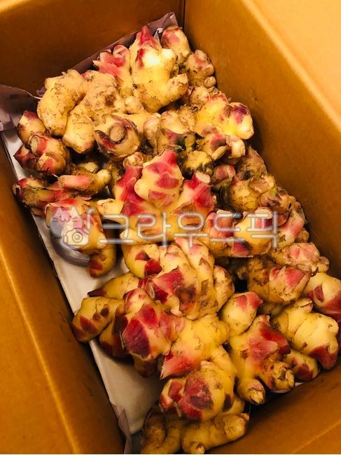 Nature,Fresh,Andong Ginger,nature,FoodIngredients,Ingredients,food ingredients,Domestic ginger,mud ginger,Ginger,fresh ginger,ginger,animated,ingredients,DomesticGinger,FreshGinger,AndongGinger,fresh,SoilGinger
