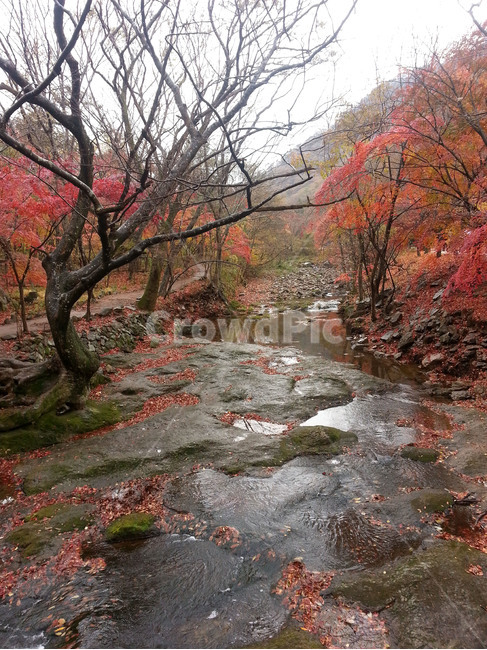 가을,낙엽,단풍,내장산,계곡,가을비,Koreafallfoliage,가을,계절,fall,autumn,season,자연,풍경,nature,landscape,leaf,잎,plant,식물,tree,나무,maple