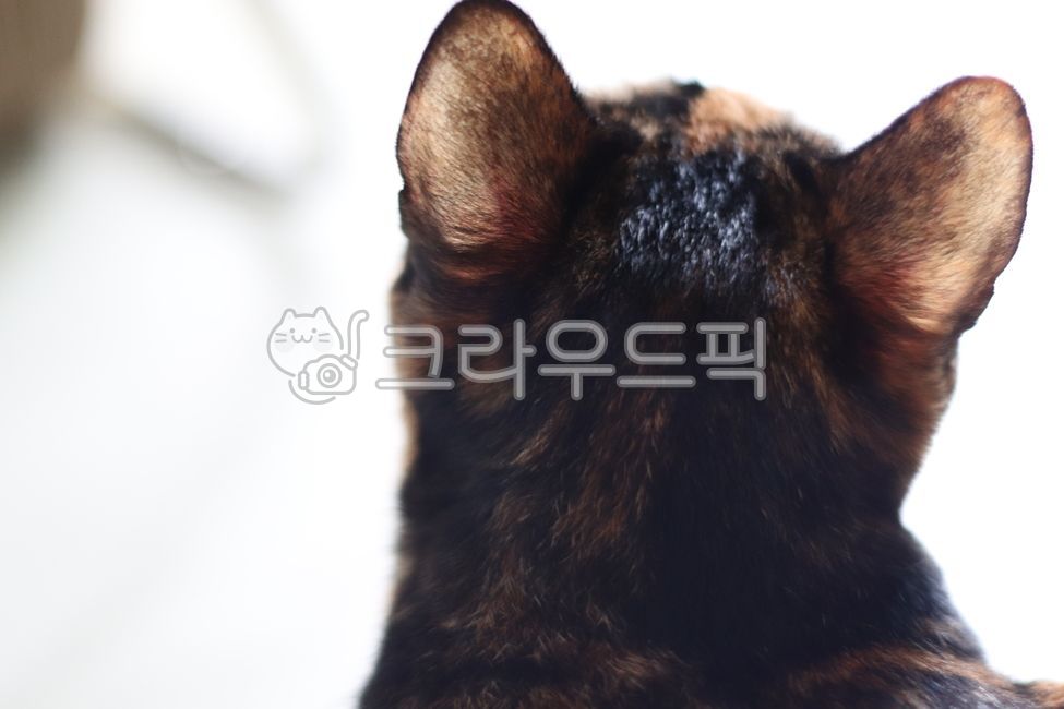 고양이,cat,카오스,뚱냥이,집고양이,코리안숏헤어,koreanshorthair,아수라,삼색이