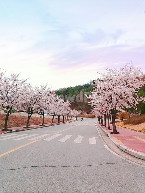 cherryblossom,벚꽃,풍경,봄,spring,season,자연,벚꽃길,몽환적,색감,봄,계절,spring,season,plant,식물,blossom,꽃,flower