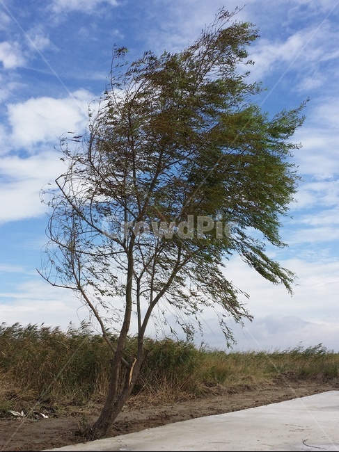 나무,바람,하늘,쓸쓸,청아함,유부도,자연,풍경,nature,landscape,식물,plants,나무,trees,wood,tree,plant