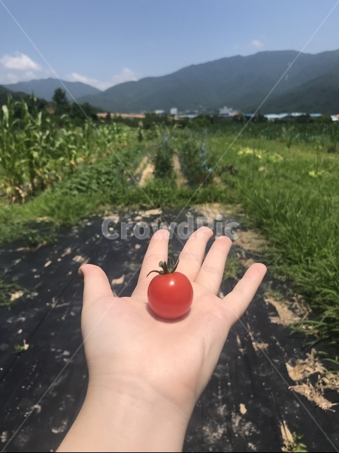 방울토마토,농사,밭,농작물,농촌,cherrytomato,farming,field,crop