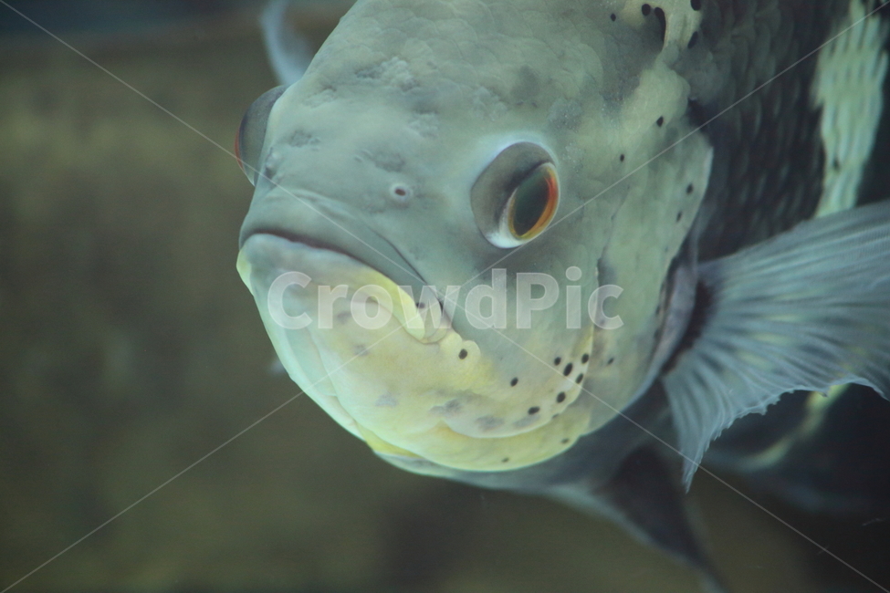 물고기,담수어,열대어,동물,fish,tropicalfish,자이언트구라미,GiantGourami,동물,animal,어류,물고기,fish