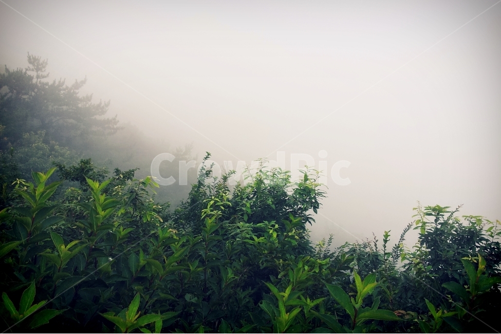 한려수도,풍경,안개,통영,거제,자연,풍경,nature,landscape,weather,날씨,outdoors,옥외