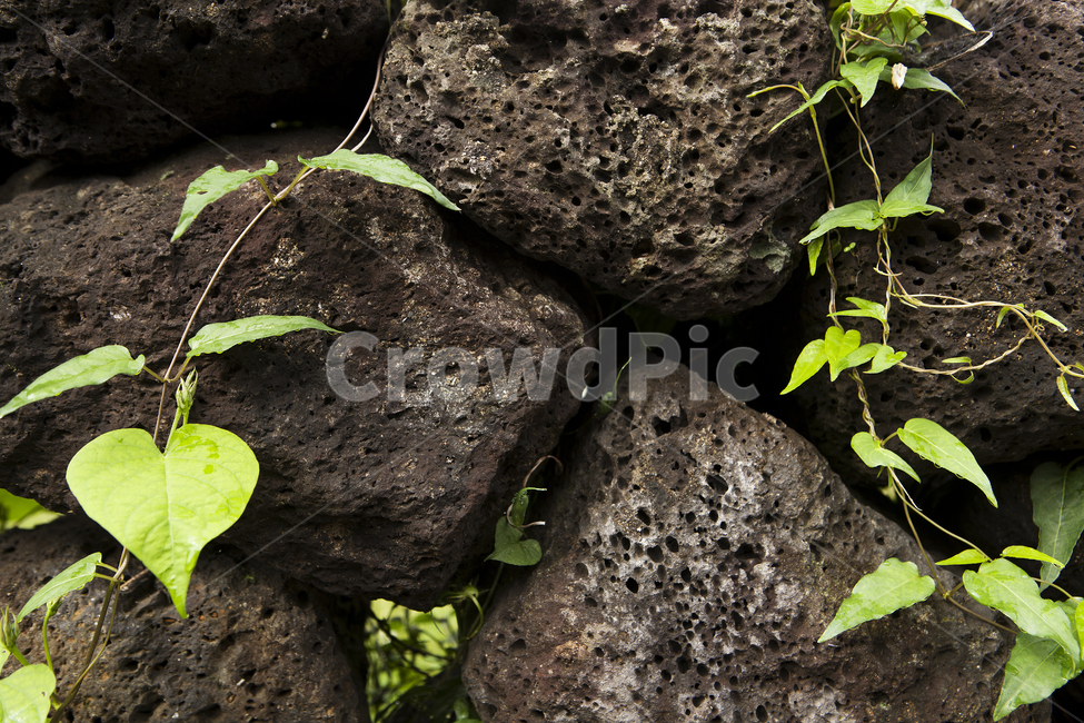 식물,돌,돌담,담쟁이,담재이덩쿨,plants,stonewall,ivy