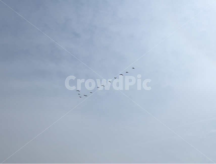 조류,새,날개,하늘,배경,구름,동물,animal,조류,새,birds