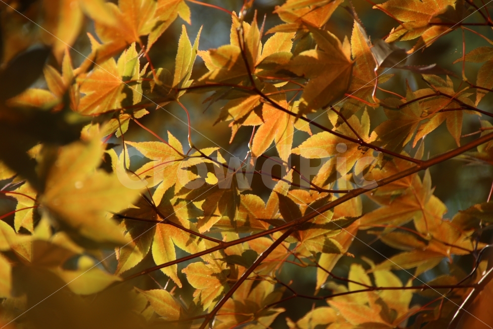 단풍,나무잎,가을,자라섬,가평,식물,자연,plants,nature,가을,계절,fall,autumn,season,plant,leaf,잎,tree,나무
