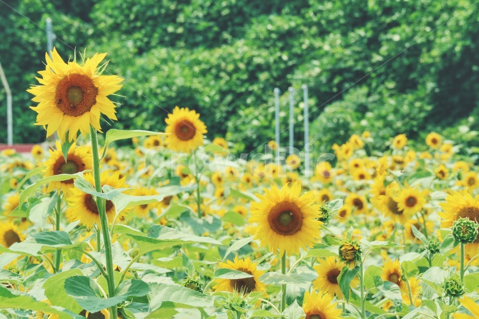 해바라기,sunflower,꽃,flower,식물,plants,여름,계절,summer,season,식물,자연,plants,nature,꽃,flower,감성,sensible,feeling,plant,blossom
