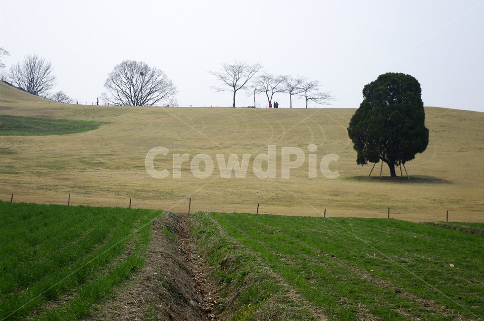 공원,나무,식물,plant,봄,spring,계절,자연,풍경,nature,landscape,tree,field,들,outdoors,옥외,grassland,목초지