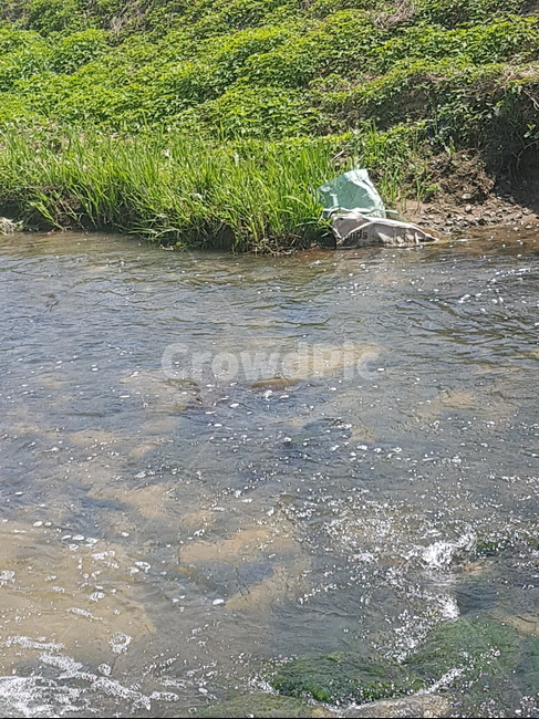 잉어,물고기,안양천,햇빛,붕어,자연,풍경,nature,landscape,water,물,outdoors,옥외,land,땅