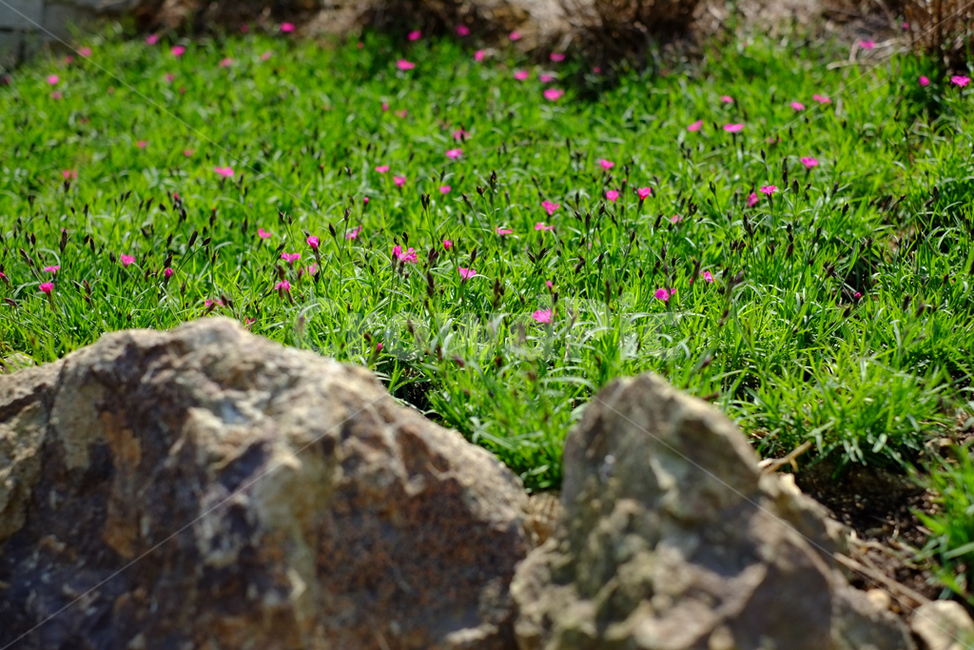 plant,식물,남해,원예예술촌,봄,spriong,flower,독일마을