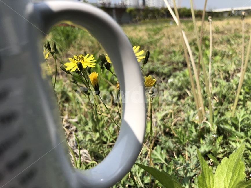 봄,야생화,들풀,봄날,햇살