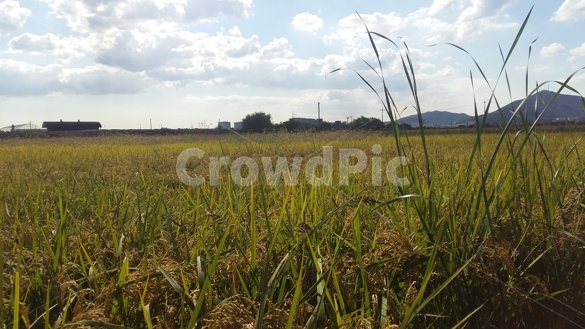 논풍경,농수로,벼,들판,논,자연,풍경,nature,landscape,field,들,grassland,목초지,outdoors,옥외
