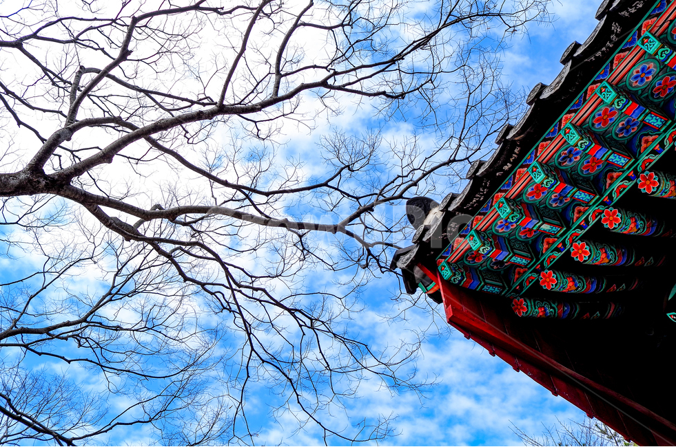 하늘,나무,구름,사찰,절,지붕,불교,전통,처마,한옥,색감,색깔,temple,color,sky,tree,cloud,roof,겨울,계절,winter,season,한국전통,한국문화,korean traditional,korean culture,식물,자연,plants,nature,나무,trees,wood,건축물,건물외관,exterior,building,structure,architecture,construction