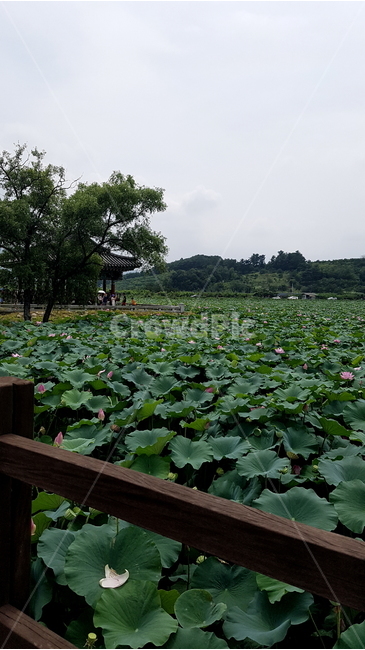 풍경,자연,연꽃,식물,배경,자연,풍경,nature,landscape,한국자연풍경,한국자연경관,korea nature landscape,plant,outdoors,옥외