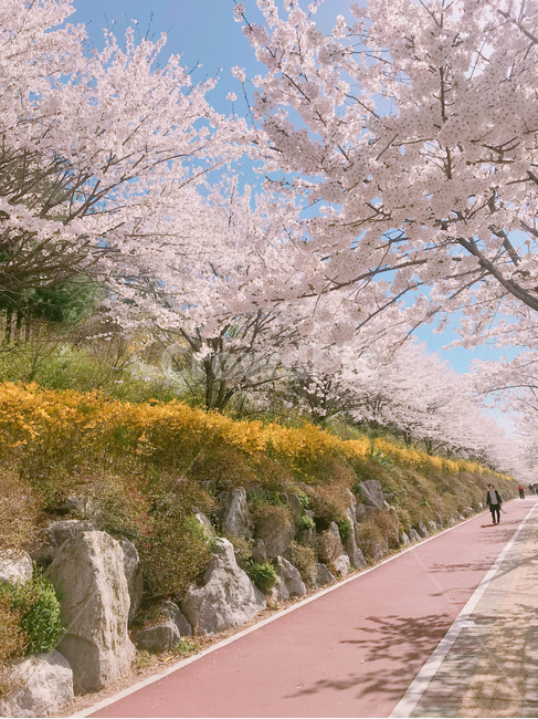 plant,식물,blossom,꽃,flower,cherryblossom,길,spring,봄,way,path,산책,walking