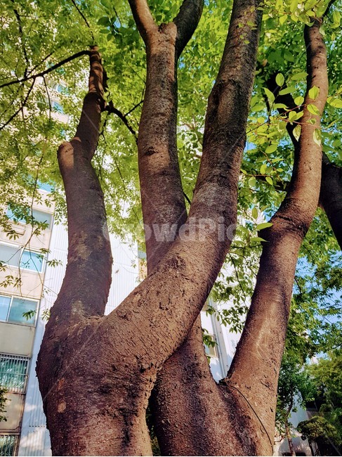 나무,잎사귀,자연,나무기둥,두그루,밤색,trunk,식물,자연,plants,nature,나무,trees,wood