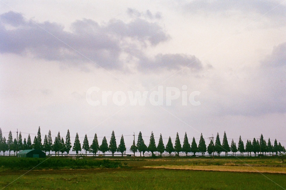 plant,가로수길,죽동마을,메타세콰이어길,road,tree,나무길,landscape,창원