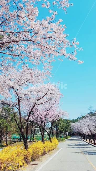 벚꽃,개나리,길,봄,꽃