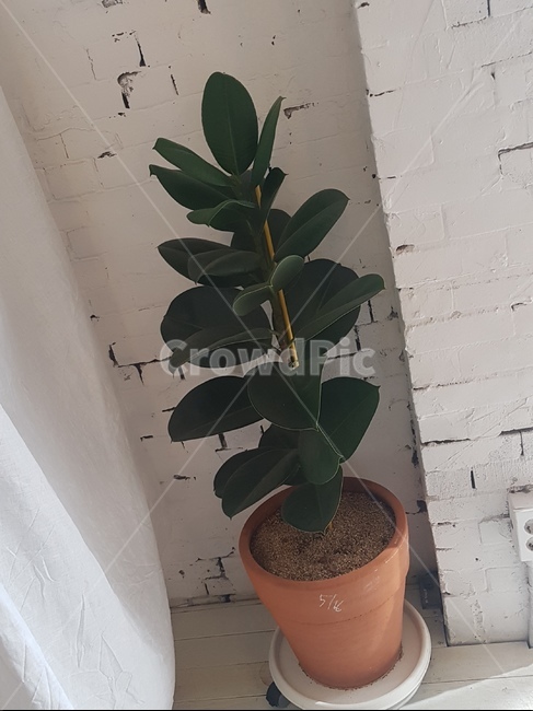 인테리어,카페,아늑한,커피,조명