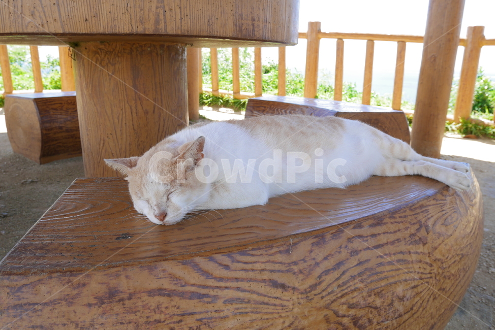 고양이,쿨쿨,낮잠,한여름,무더위,동물,animal,포유류,mammal,고양이,cat,kitten,kitty
