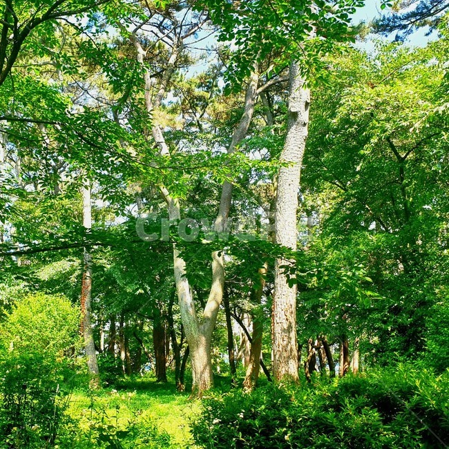 숲,나무,자연,자유,싱그러움,평화,식물,나무줄기,treetrunk,plant