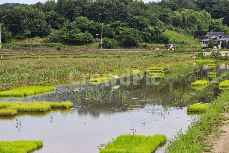 모내기,모심기,이앙,논에물대기,논에모심기,시골,마을,풍경,landscape,country,rural,town,동물,animal,조류,새,birds