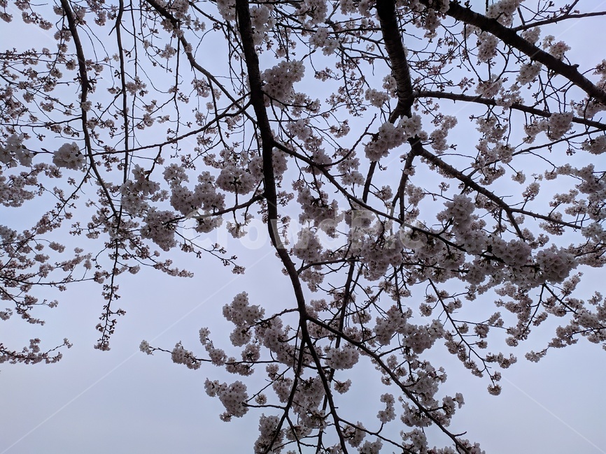 벚꽃나무,벚나무,왕벚나무,꽃,4월의꽃나무,봄,계절,spring,season,plant,식물,flower,cherry blossom,벚꽃,blossom