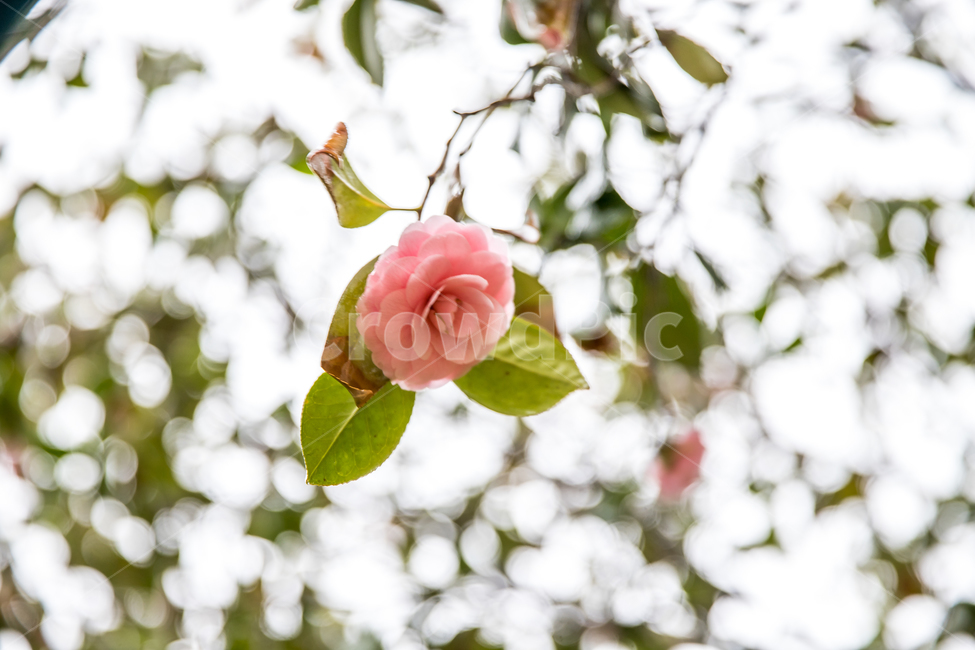 plant,식물,flower,꽃,blossom,식물,자연,plants,nature,꽃,flower