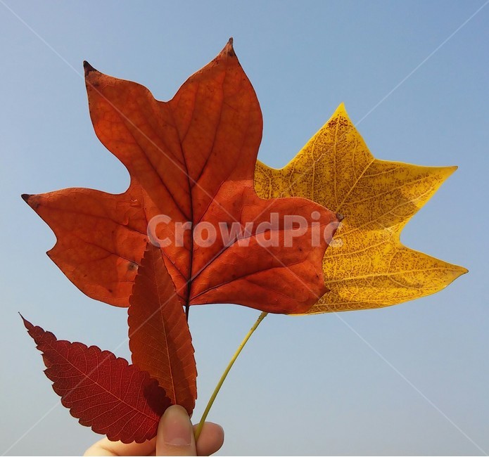 leaf,낙엽,단풍,가을,식물,잎