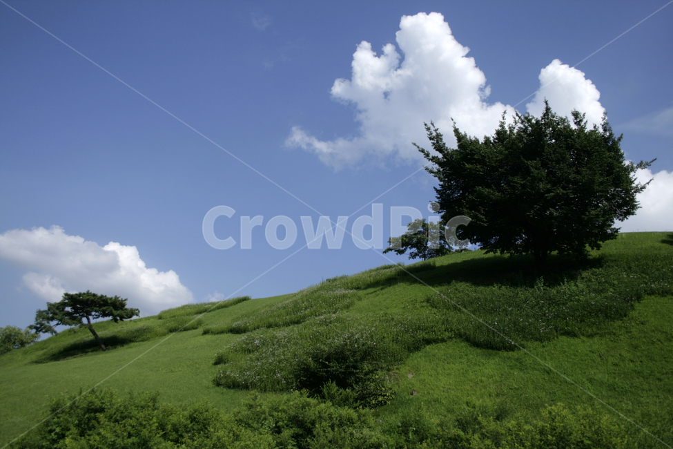 하늘,뭉게구름,구름,나무,하얀구름,초록,여름,sky,cloud,자연,풍경,nature,landscape,식물,plants,나무,trees,wood,outdoors,옥외,grassland,목초지,field,들,slope,경사,grass,잔디,plant