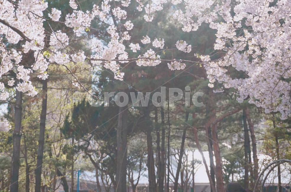벛꽃,석촌호수,풍경,나무,자연,봄,계절,spring,season,plant,식물