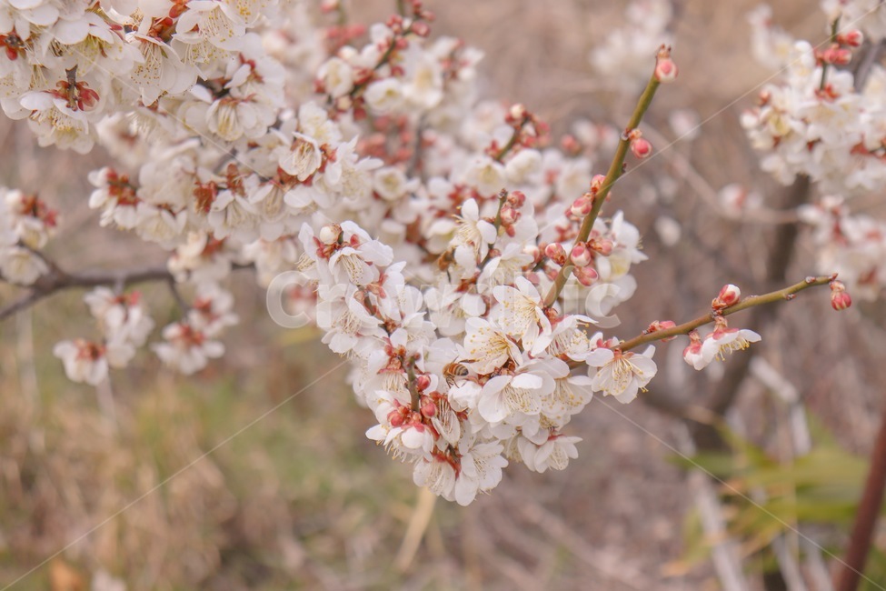 봄,꽃,계절,spring,flower,봄,계절,spring,season,식물,자연,plants,nature,꽃,flower,감성,sensible,feeling,plant,blossom
