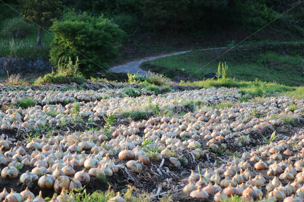 양파,시골,농사,밭,작물,산업,industry,industrial,농업,농사,agriculture,farming,farming industry